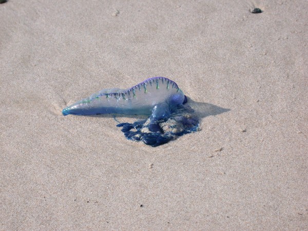 Jellyfish